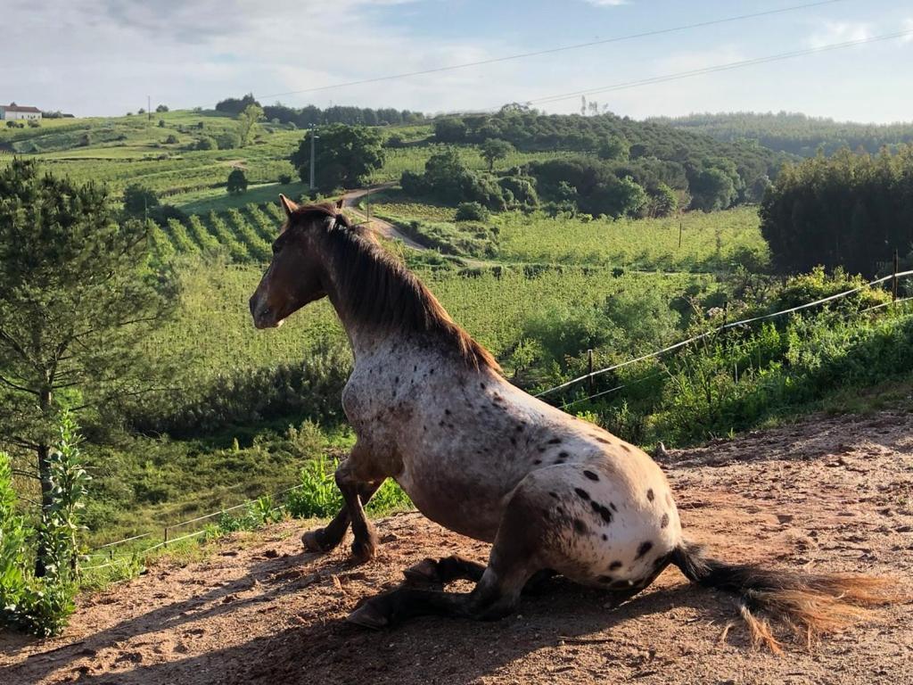 Terra Luso Proche De Montejunto Bed & Breakfast Cadaval ภายนอก รูปภาพ